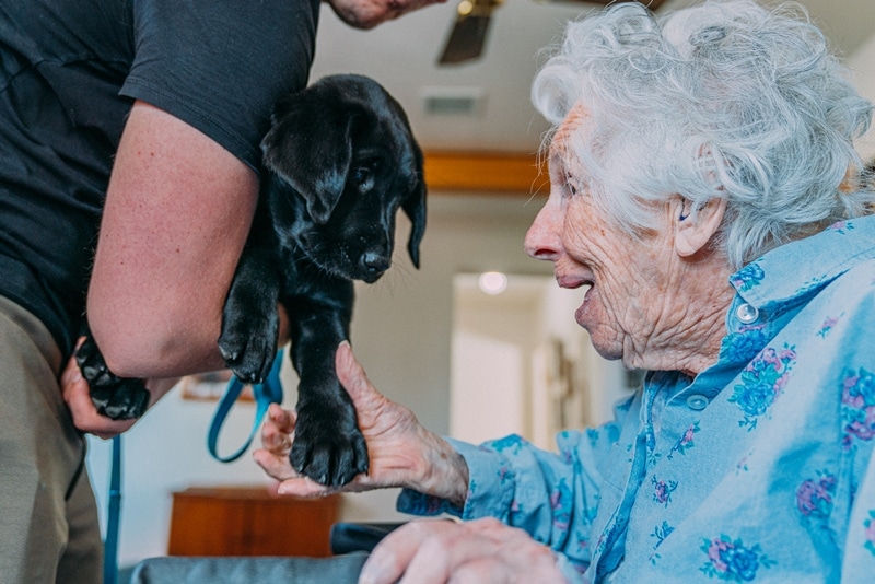 Senior lady being introduced to a puppy dog as pet therapy