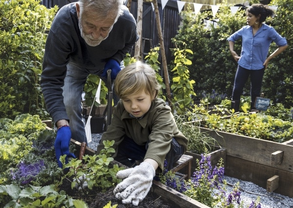 Grandad and grandson gardening